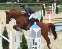 jumper Casino Royal II CH (Swiss Warmblood, 2007, from Comet A.S. FL.)