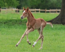 Pferd Die kleine Motte Lu (Deutsches Reitpony, 2021, von Cosmopolitan NRW)