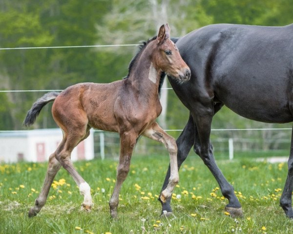 Dressurpferd Jazzou Bernayla (Oldenburger, 2021, von Bernay)