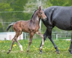 dressage horse Jazzou Bernayla (Oldenburg, 2021, from Bernay)