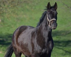 broodmare Catleen (Mecklenburg,  , from Cartier)