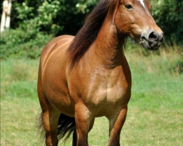 horse Hilde (Westphalian Draughthorse, 2003, from Halunke)