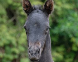 dressage horse Firlefranz II (Oldenburg, 2021, from Franziskus FRH)