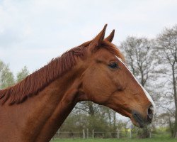 dressage horse Sir Samson 12 (Oldenburger, 2010, from Sir Donnerhall II OLD)