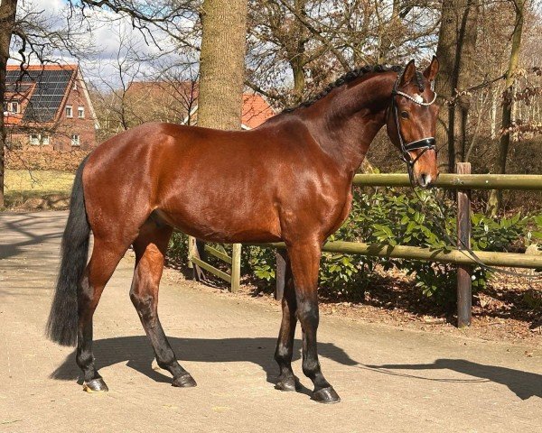 dressage horse Fredo Deluxe (Hanoverian, 2021, from Fusionist)