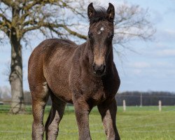 Springpferd Chubana SB (Westfale, 2021, von Chubakko)