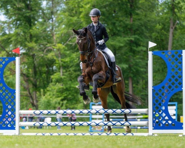 jumper Cahill 2 (Hanoverian, 2016, from Vuccello)