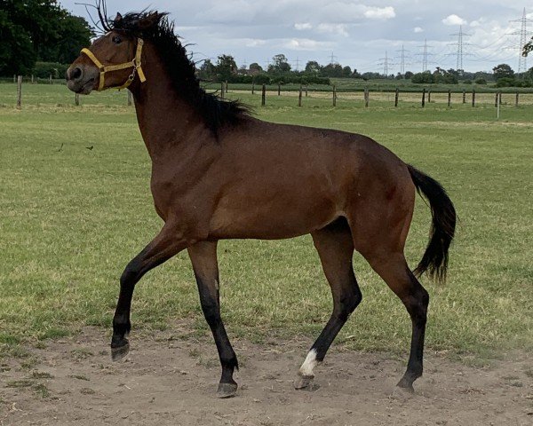 dressage horse Eddi (Westphalian, 2023, from Escolar)