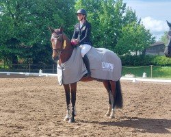dressage horse Von Herzen SK (Hanoverian, 2021, from Vaderland OLD)