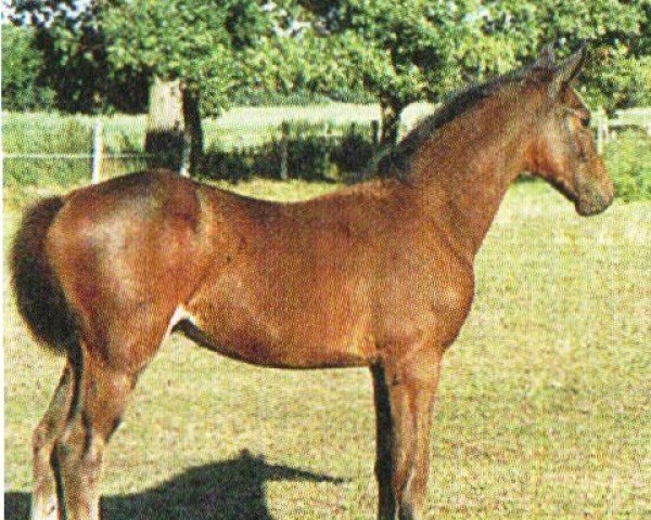 eventing horse Lacasar (German Sport Horse, 2003, from Lacantus)