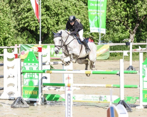 jumper Cookie Dough (Oldenburg show jumper, 2008, from Clinton H)