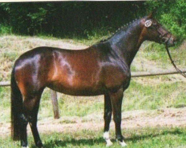 broodmare Partiene (Trakehner, 2004, from Cadeau)