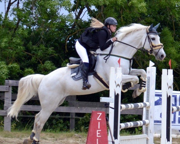 jumper Coletta 39 (Holsteiner, 2010, from Cachas)