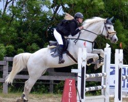 Springpferd Coletta 39 (Holsteiner, 2010, von Cachas)