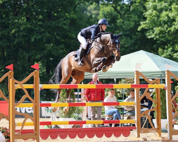 jumper Barcbalou (Holsteiner, 2016, from Constanzehof's Barcley)