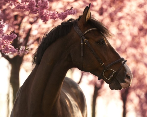 jumper Casalllimo (Hanoverian, 2016, from Casallco)