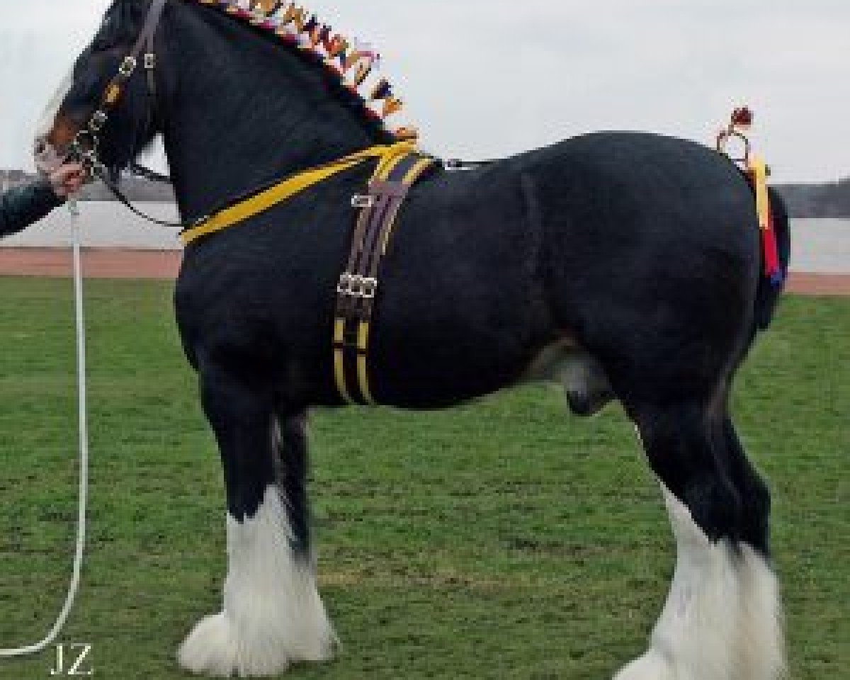 stallion Moorfield Edward (Shire, 1992, from Hillmoor Prince Charles (Hillmoor Prince Charlie))