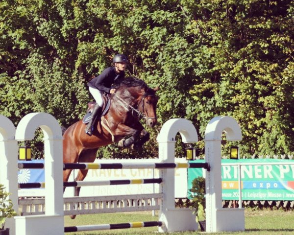 jumper Alcapone 26 (German Sport Horse, 2009, from Asculep)