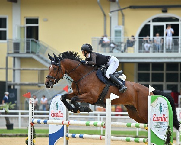 jumper Komaan Sm (KWPN (Royal Dutch Sporthorse), 2015, from Don Diablo HX)