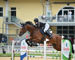 jumper Komaan Sm (KWPN (Royal Dutch Sporthorse), 2015, from Don Diablo HX)