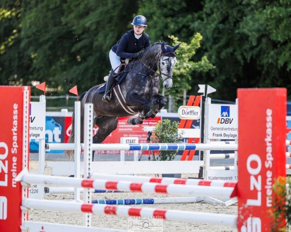 jumper Ceasar's Earl (Hanoverian, 2019, from FS Cesarion)