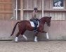 dressage horse Femme Fantastique Vr (Hanoverian, 2018, from Tannenhof's Fahrenheit)