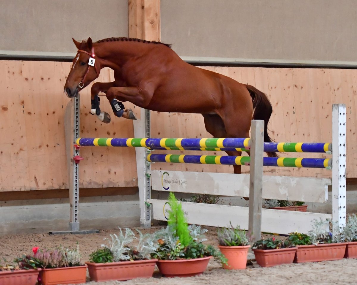 jumper On Y VA CH (Swiss Warmblood, 2016, from Orphee de Nantuel Hn)