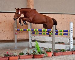 Springpferd On Y VA CH (Schweizer Warmblut, 2016, von Orphee de Nantuel Hn)