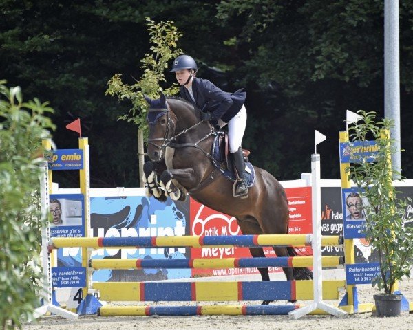 Springpferd Balou (Niederländisches Pony, 2015)