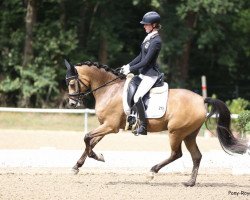 dressage horse Lemon 46 (German Riding Pony, 2015, from Nobel Nagano NRW)