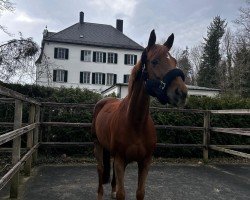 Springpferd Infinity 56 (Holsteiner, 2018)