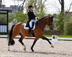 dressage horse Borneo 37 (Oldenburg, 2010, from Belissimo NRW)