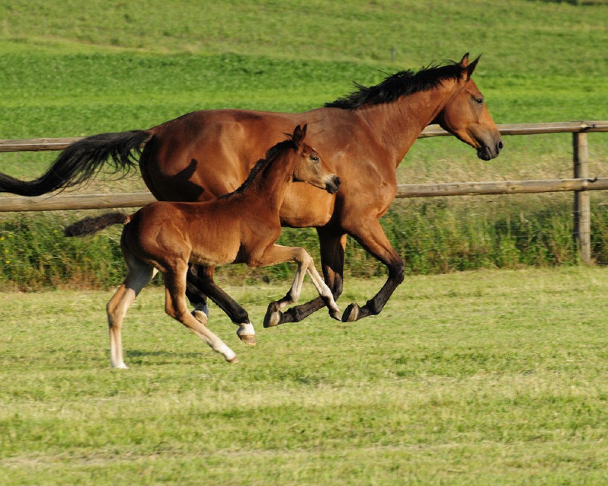 dressage horse Fromecs Highlight (Oldenburg, 2008, from Fürst Heinrich)