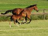 dressage horse Fromecs Highlight (Oldenburg, 2008, from Fürst Heinrich)