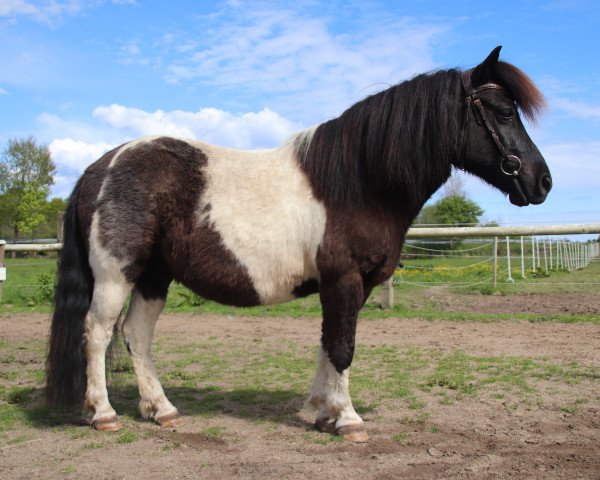 Pferd Vitano of Baltic Sea (Shetland Pony, 2010, von Vitus von der Ostsee)