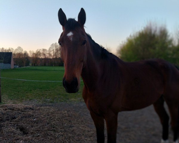 jumper Deibelschlag (Westphalian, 2018, from Diathago)