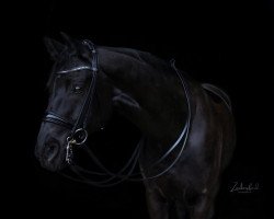 dressage horse Salitos B (Hanoverian, 2014, from Scuderia)