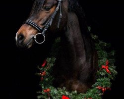 Zuchtstute CTS Sasou (Deutsches Reitpony, 2011, von Holsteins Gentleman)