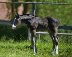 Pferd Royal Milkface (Oldenburger, 2017, von Rey du Sol)