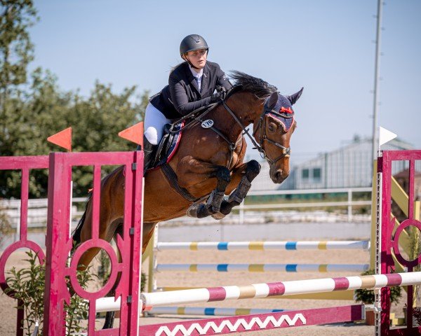 Springpferd Cebizzy P (Deutsches Sportpferd, 2019, von Camargo 2)