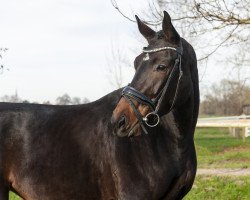 dressage horse Feingold 68 (German Sport Horse, 2017, from Fürstenball)