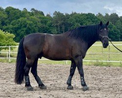 dressage horse Hubert Jakob GH (Schlesier, 2018, from Wulkan)