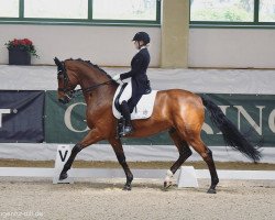 dressage horse First Step 5 (Hanoverian, 2011, from Fuechtels Floriscount OLD)