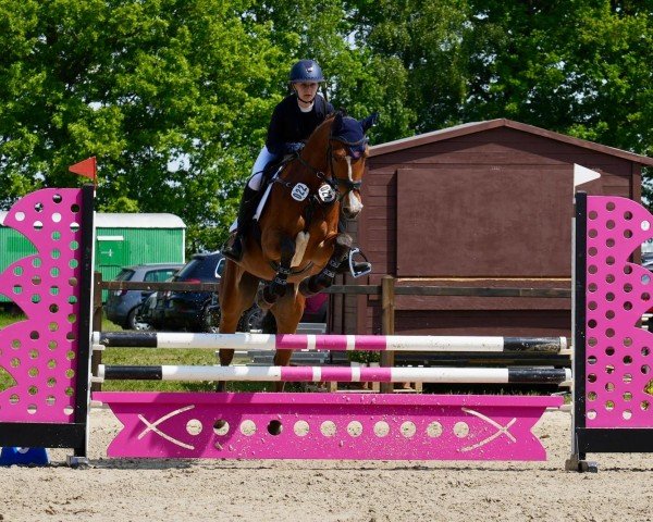 jumper Avion B 3 (Zangersheide riding horse, 2018, from Asca Z)