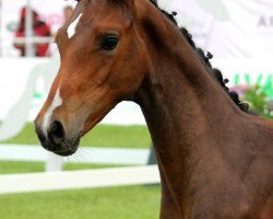 dressage horse Cashiano Fantastico (Hannoveraner, 2019, from Cashmere)