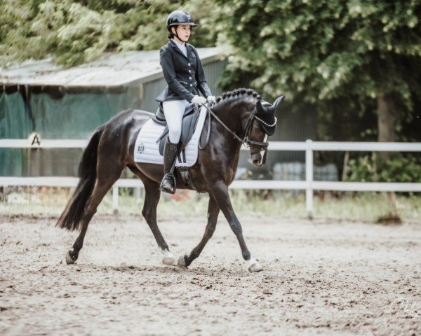 Dressurpferd Bonne Anneé W.S. (Westfale, 2016, von Black Champion)