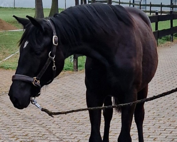 dressage horse Petite 'Etoile (Trakehner, 2024, from Rheinglanz)