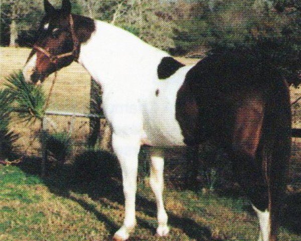 Pferd Bella Oak (Paint Horse, 1981, von Docs Oak)
