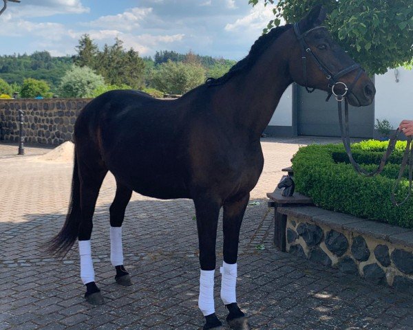 broodmare Petite Fleure (Trakehner, 1990, from Heuriger)