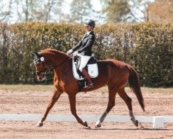dressage horse Gemma (Hanoverian, 2011, from Goldfever 3)